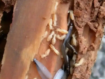 泗洪白蚁防治公司分享实木家居养护：远离白蚁侵蚀，延长家具使用寿命